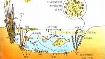 群落的空間結(jié)構(gòu)特征