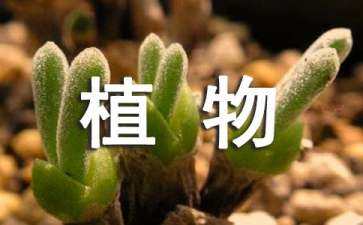 景觀設(shè)計(jì)植物分析圖（景觀設(shè)計(jì)植物示意圖）