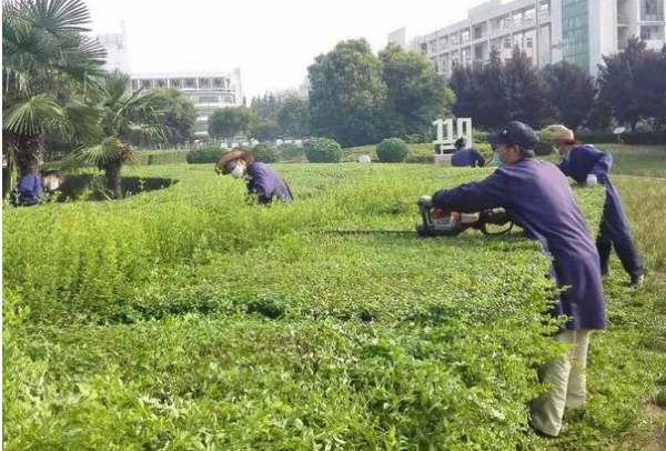 園林工程師證去哪里考（園林綠化工程師證報考條件）