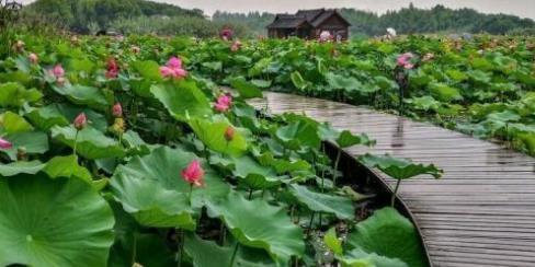 石湖公園景觀設(shè)計(jì)（石湖公園景觀設(shè)計(jì)理念）