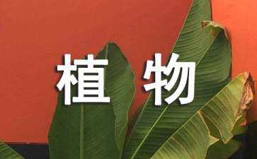 園林景觀設(shè)計植物配置（園林景觀設(shè)計植物配置表）