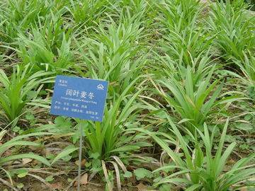 小學(xué)生認(rèn)識(shí)的植物