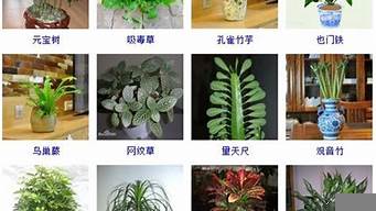 綠植公司取名字大全集（綠植公司取名字大全集最新）