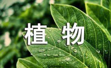 景觀設計均勻布置植物對嗎（景觀設計布局方式）