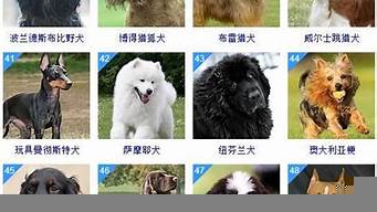 犬類智商排行榜（犬類智商排名前十名）