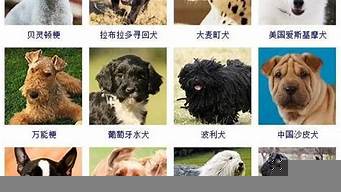 名犬價格排行榜（名犬價格排行榜前十名）