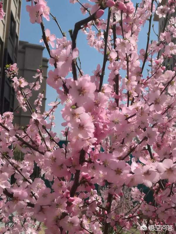 烏魯木齊公園生態(tài)景觀設(shè)計（烏魯木齊公園生態(tài)景觀設(shè)計圖）