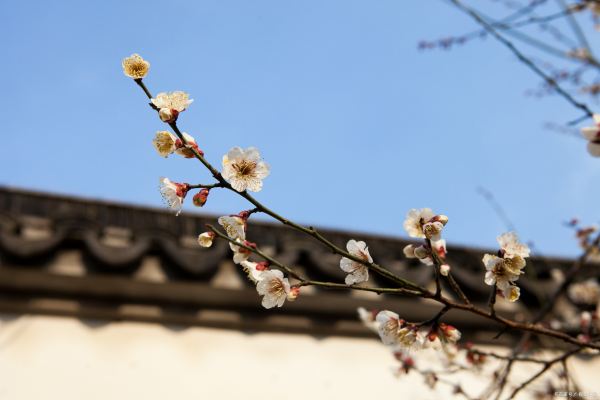 蘇州和杭州哪個更適合居?。ㄌK州和杭州哪個地方更適合居住）